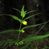 Melampyrum sylvaticum