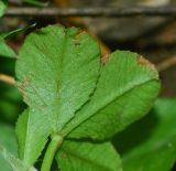 Trifolium spumosum. Часть листа (вид с обратной стороны). Израиль, Шарон, пос. Кфар Шмариягу, заповедник. 15.04.2015.