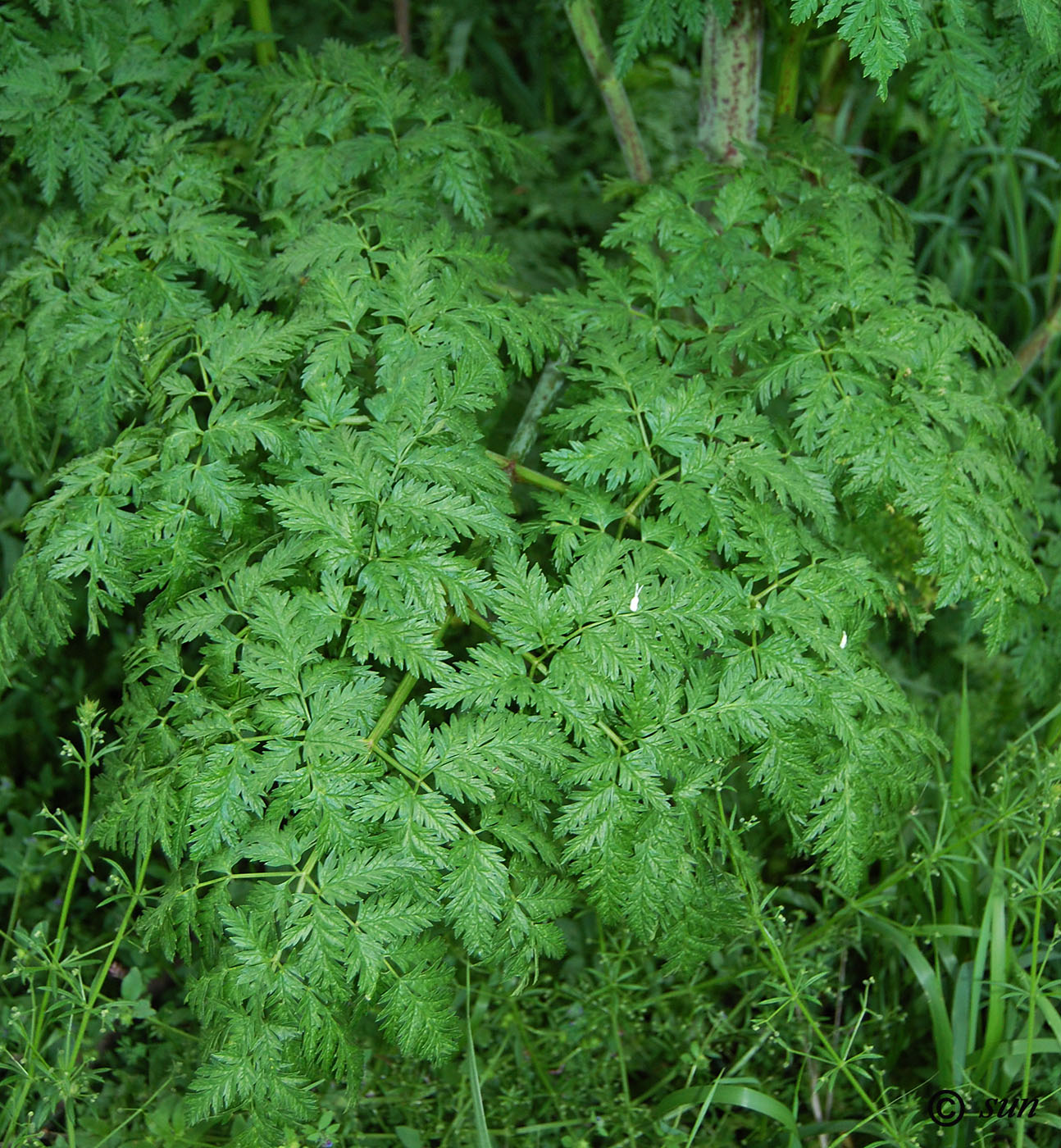 Изображение особи Conium maculatum.