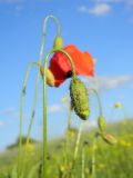 Papaver rhoeas