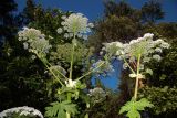 Heracleum sosnowskyi