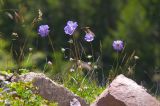 Lomelosia caucasica. Цветущее растение. Кабардино-Балкария, долина реки Азау, южный склон Эльбруса, обочина дороги, ведущая к Терскольской обсерватории. 20 августа 2009 г.
