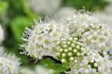 род Spiraea