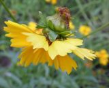 Coreopsis grandiflora