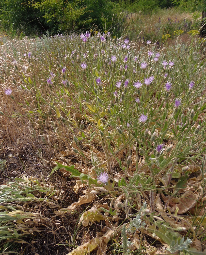 Изображение особи Klasea erucifolia.