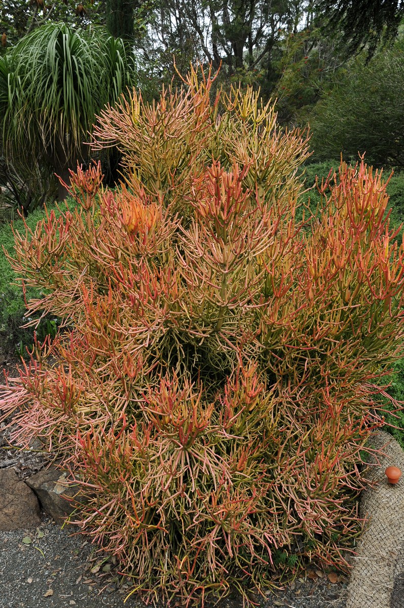 Изображение особи Euphorbia tirucalli.