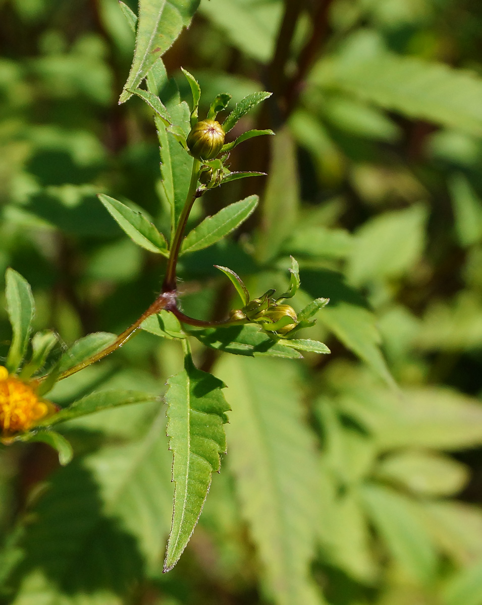 Изображение особи Bidens frondosa.