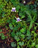 Viola hederacea. Цветущие растения. Малайзия, Камеронское нагорье, ≈ 1500 м н.у.м., поросший мхом участок каменистого склона на опушке влажного тропического леса. 03.05.2017.