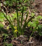 Gagea lutea