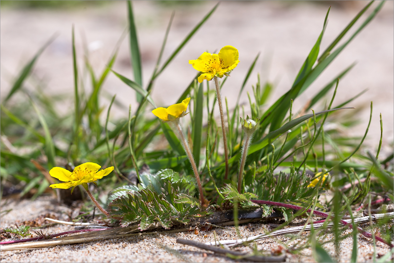 Изображение особи Potentilla anserina.