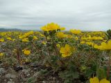 Potentilla fragiformis. Цветущее растение. Магаданская обл., г. Магадан, окр. мкр-на Пионерный, щебнистый пустырь. 17.06.2018.