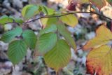 Rubus nessensis. Верхушка побега с листьями в осенней окраске. Московская обл., Воскресенский р-н, окр. оз. Белое, на опушке смешанного леса. 5 ноября 2018 г.