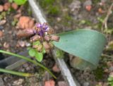 Muscari mirum