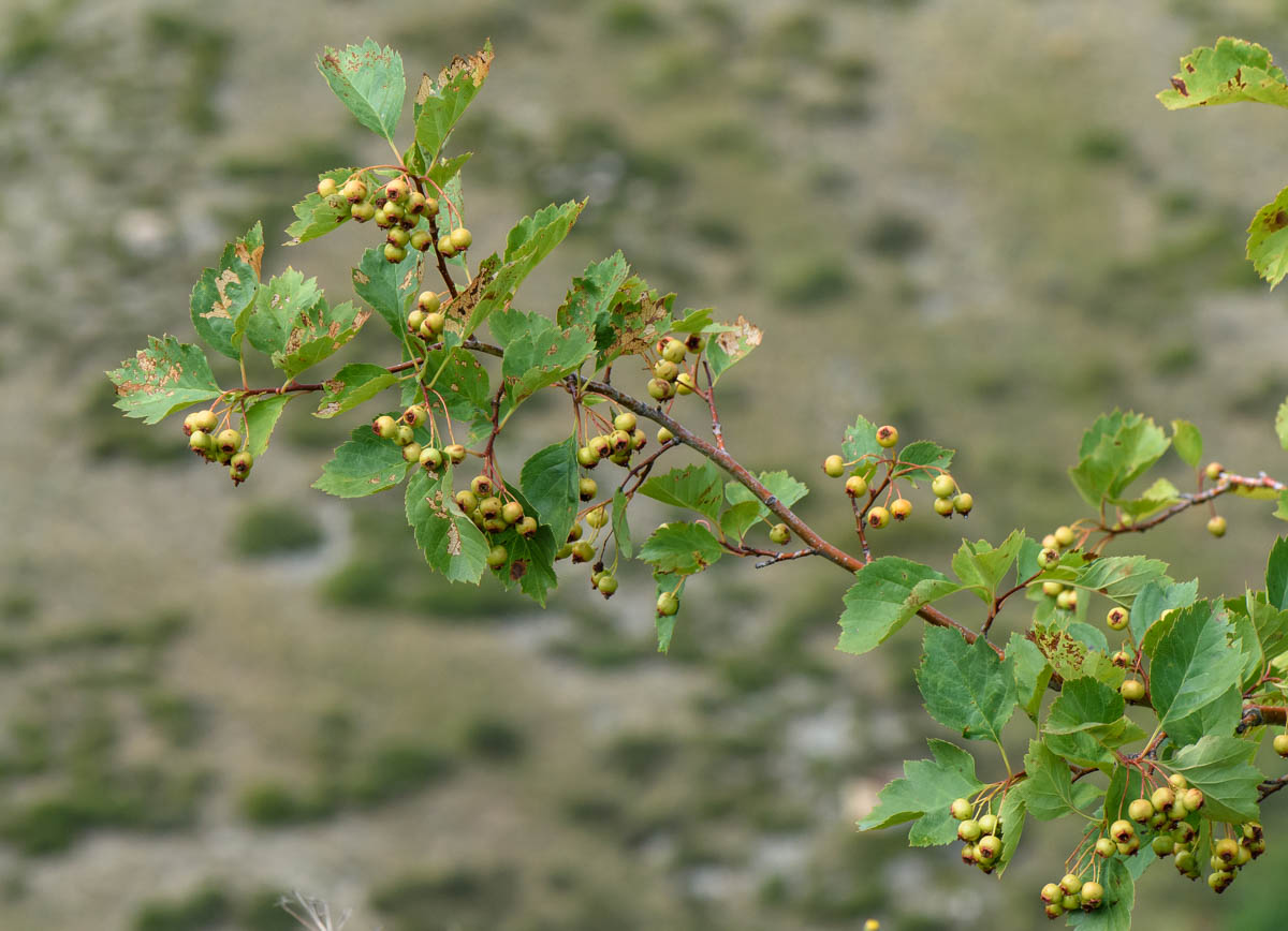 Image of Crataegus sanguinea specimen.