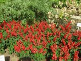 Salvia splendens. Цветущие растения на клумбе (на заднем плане - лунник однолетний). Волгоград, Ботсад ВГСПУ. 24.07.2019.