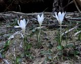 Crocus alatavicus. Цветущие растения. Кыргызстан, Иссык-Кульская обл., Внутренний Тянь-Шань, хр. Терскей-Ала-Тоо, ущ. Джеты-Огуз, ≈ 2700 м н.у.м., лужайка на правом берегу р. Телеты. 10.05.2019.