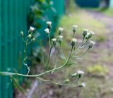 Erigeron acris. Верхушка цветущего растения. Пермский край, г. Пермь, Кировский р-н, садовые участки, сорное. 31.08.2019.