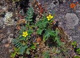 Potentilla bifurca