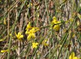 Jasminum nudiflorum. Цветущая ветвь. Великобритания, Англия, парк \"Landscape Garden\". 21.01.2019.