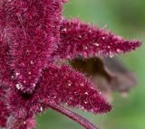 Amaranthus caudatus