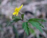 Anemone ranunculoides