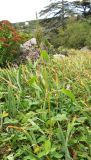 Amaranthus viridis. Плодоносящее растение. Крым, Южный берег, Никитский ботанический сад, в цветнике. 19.10.2020.