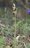 Ophrys oestrifera. Цветущее растение. Краснодарский край, м/о город-курорт Анапа, окр. с. Большой Утриш, можжевеловый лес. 3 мая 2021 г.