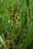 Carex pulicaris. Верхушка плодоносящего растения. Нидерланды, провинция Гелдерланд (Gelderland), община Эде (Ede), деревня Эдервен (Ederveen), луг на выходах грунтовых вод. 26 мая 2011 г.