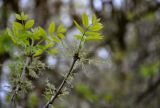 род Fraxinus. Верхушка ветви с соцветиями и распускающимися листьями. Астраханская обл., Наримановский р-н, окр. пос. Сенной, берег р. Волга. 25.04.2021.