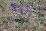 Limonium gmelinii. Цветущее растение. Казахстан, Акмолинская обл., Тенгиз-Кургальджинская впадина, Кургальджинский запов., степь. 17 июня 2022 г.