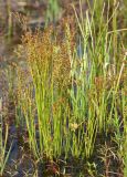 Juncus turczaninowii