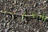 Thymus collinus