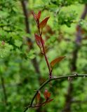 Smilax excelsa. Часть ветви с молодыми листьями. Дагестан, Магарамкентский р-н, Самурский лес, широколиственный лес. 05.05.2022.