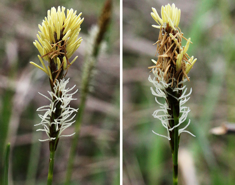 Изображение особи Carex caryophyllea.