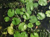 Nymphoides peltata