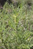 Astragalus turkestanus