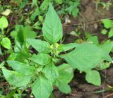 Solanum nigrum. Бутонизирующее растение. Нижегородская обл., Кстовский р-н, пойма р. Кудьма, край пашни. 14.07.2011.