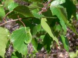 Betula pendula. Часть ветви с листом, поедаемым личинкой пилильщика. Свердловская обл., окр. г. Североуральск, р-н известнякового карьера. 15.06.2011.