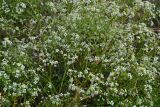 Crambe tataria