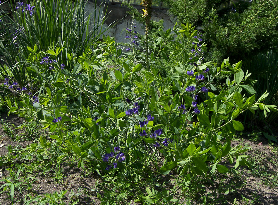 Изображение особи Baptisia australis.