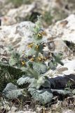 Paraeremostachys karatavica. Цветущее растение. Южный Казахстан, горы Каракус; высота 980 м н.у.м. 20.04.2012.