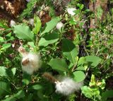 Salix hastata. Ветви с соплодиями. Архангельская обл., Пинежский р-н, окр. Пинежского заповедника, лог. 21.06.2013.