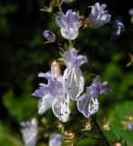 Isodon japonicus разновидность glaucocalyx. Часть соцветия. Приморский край, Спасский р-н, окр. с. Хвалынка, дубняк леспедециевый. 12.09.2013.