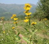 Inula helenium. Верхушки цветущих растений. Восточный Казахстан, Глубоковский р-н, окр. с. Тарханка, склон сопки. 23.07.2012.