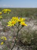 Senecio borysthenicus