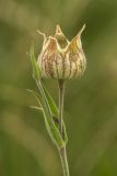 Melandrium latifolium. Верхушка плодоносящего растения. Ростовская обл., Мясниковский р-н, Чулекская балка. 01.06.2014.