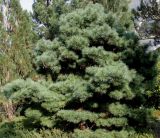 Pinus strobus