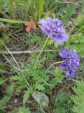 Scabiosa comosa. Цветущее растение. Иркутская обл., Ольхонский р-н, побережье Малого Моря (оз. Байкал), окр. мыса Улан-Хан, опушка леса, у дороги. 12.07.2015.