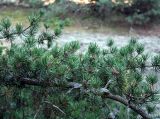 Pinus banksiana