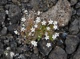 Minuartia uralensis. Цветущее растение. Бурятия, Окинский р-н, падь Хи-Гол (выс. около 2000 м н.у.м.), кромка кратера вулкана Кропоткина. 11.07.2015.